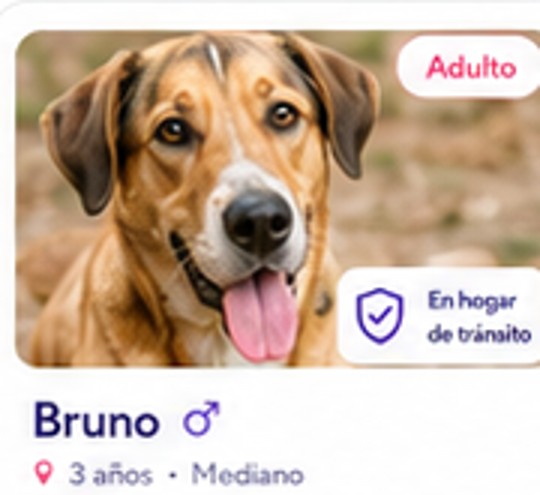 Bruno en adopción