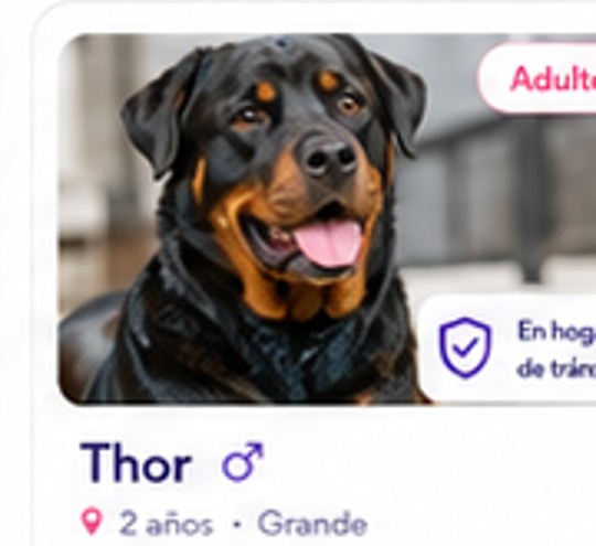 Thor en adopción