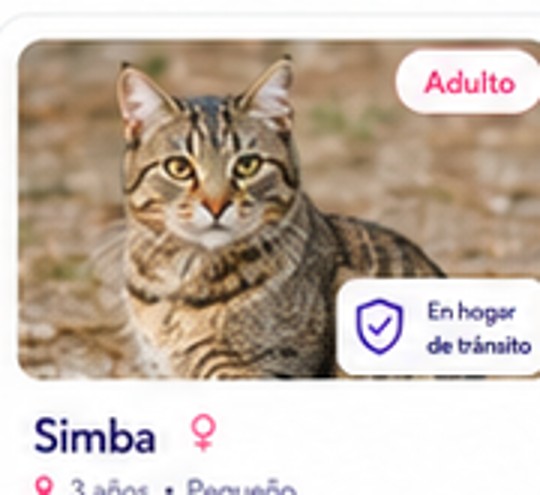 Simba II en adopción